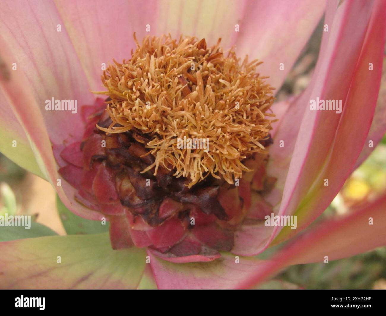 Spicy Conebush (Leucadendron tinctum) Stock Photo