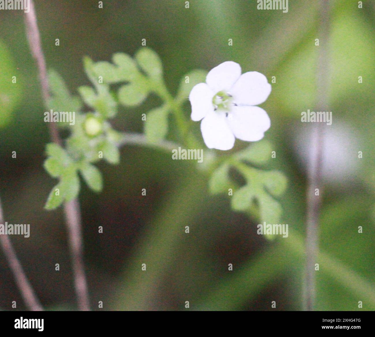 White nemophila (Nemophila heterophylla) Stock Photo