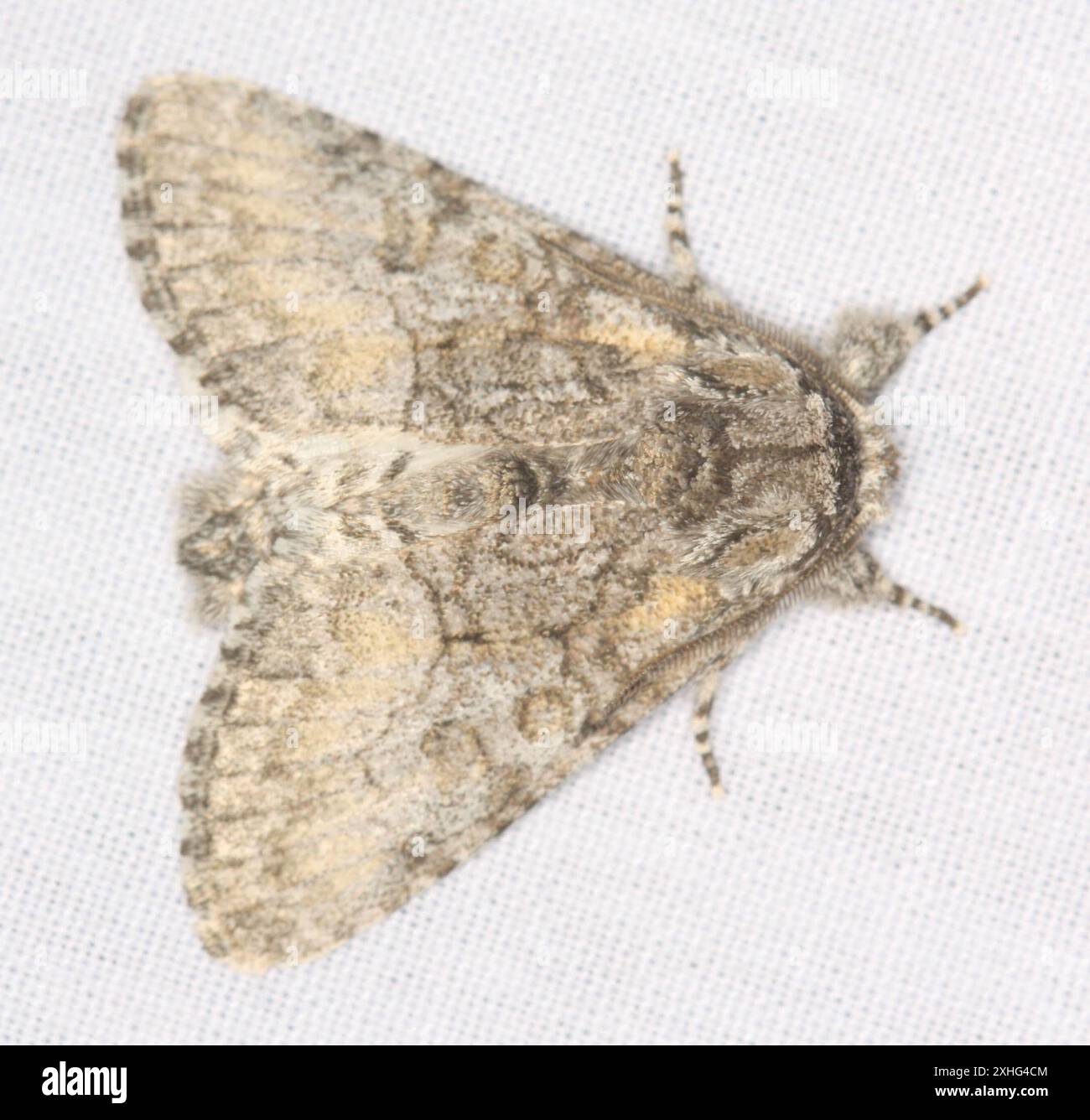 Broth Moth Brother Moth (Raphia frater Stock Photo - Alamy