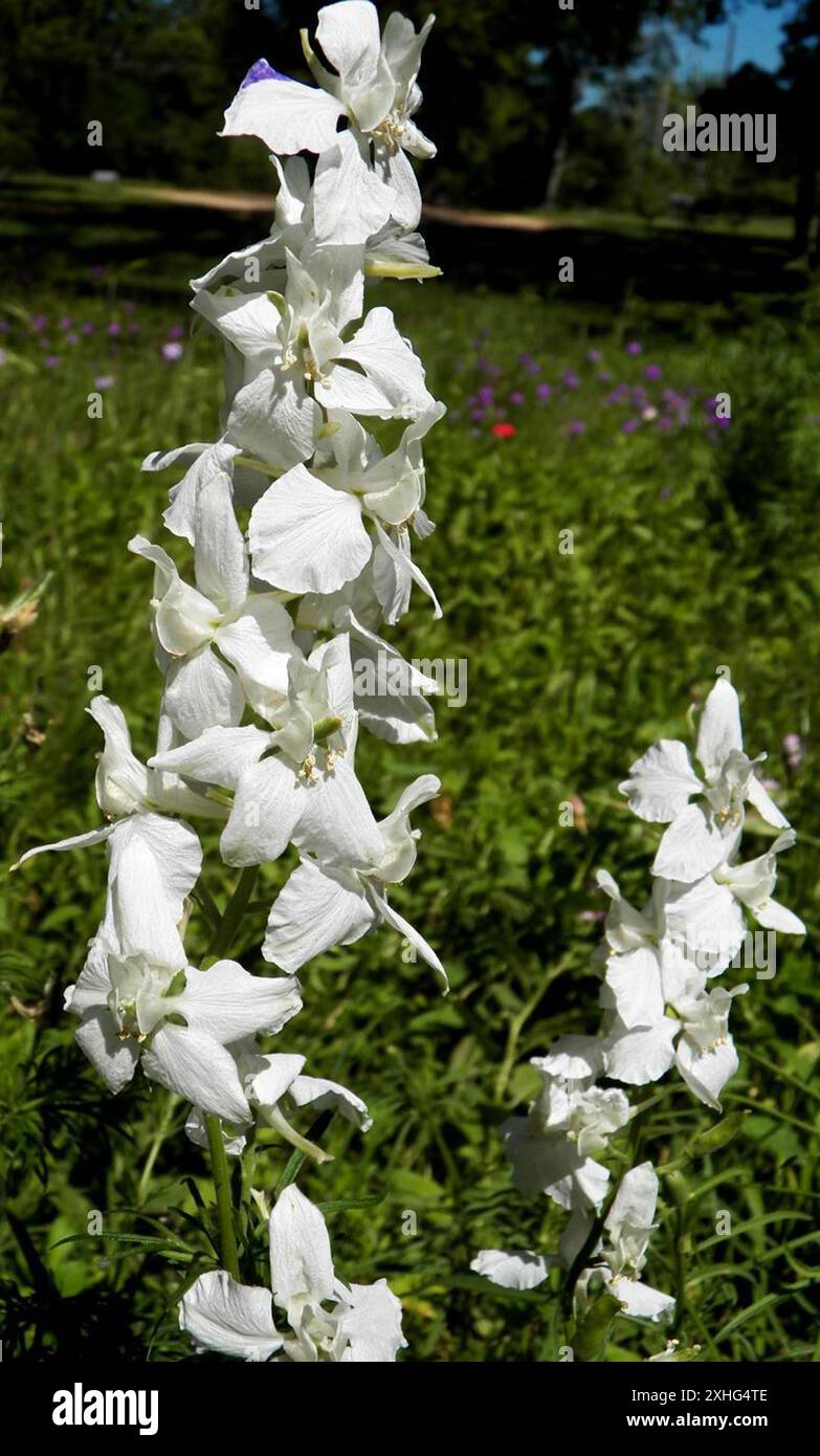NatureMan Mazzo Di 5 Steli Di Delphinium Finto Bianco, Alti 86 Cm, Fiori Di Seta Per Vasi, Perfetti Per Decorare Casa, Matrimoni E Centrotavola