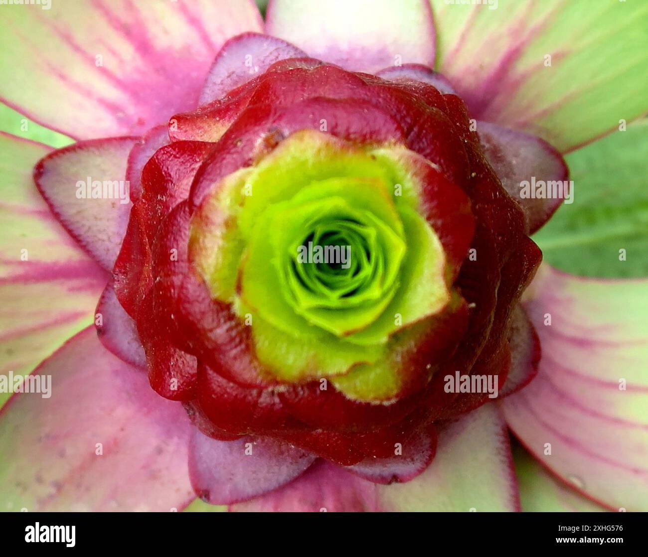Spicy Conebush (Leucadendron tinctum) Stock Photo