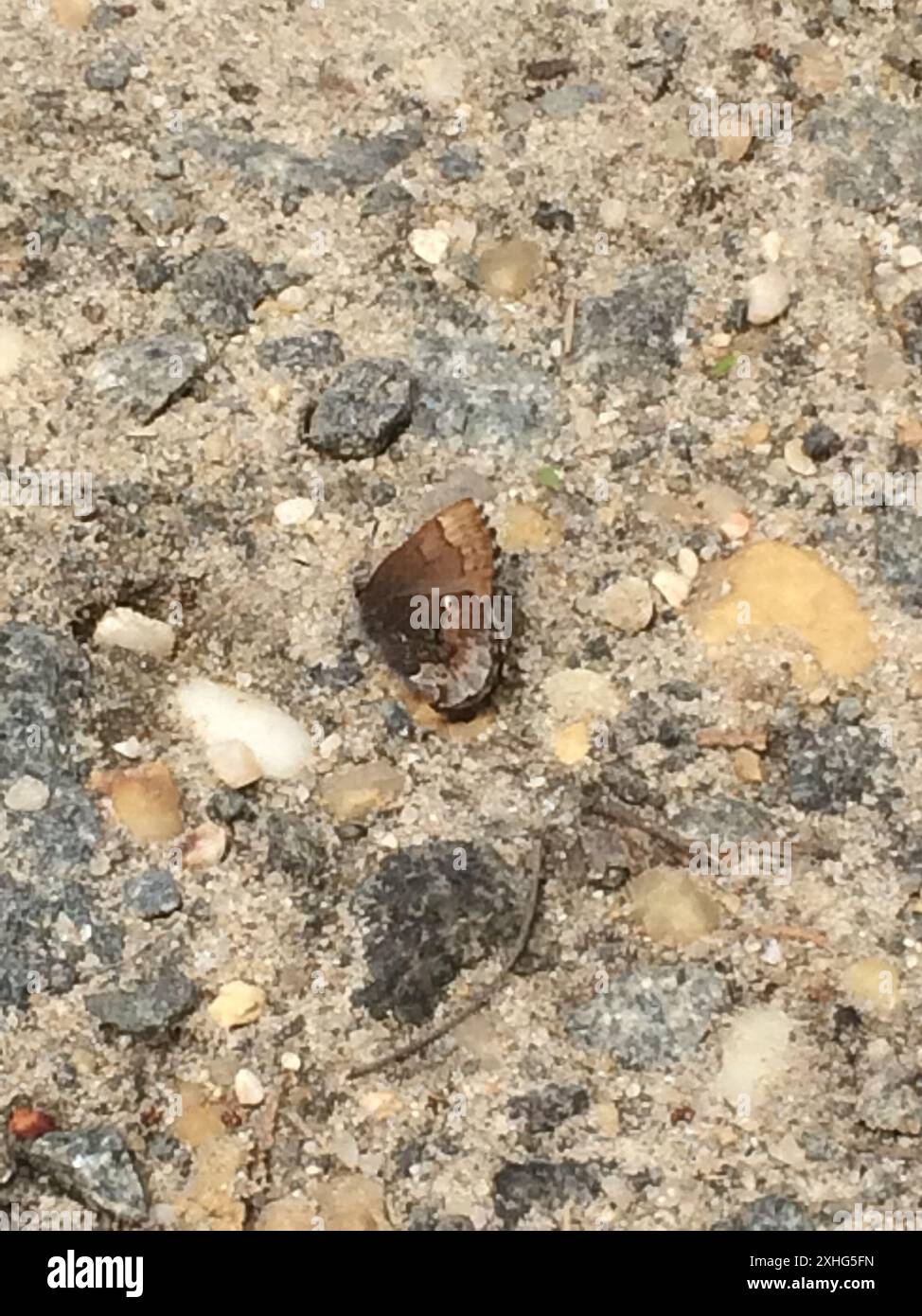 Callophrys henrici hi-res stock photography and images - Alamy