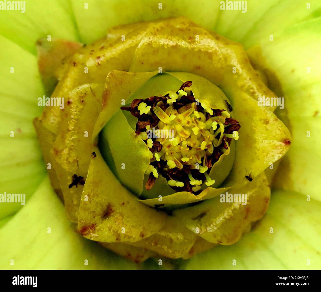 Spicy Conebush (Leucadendron tinctum) Stock Photo