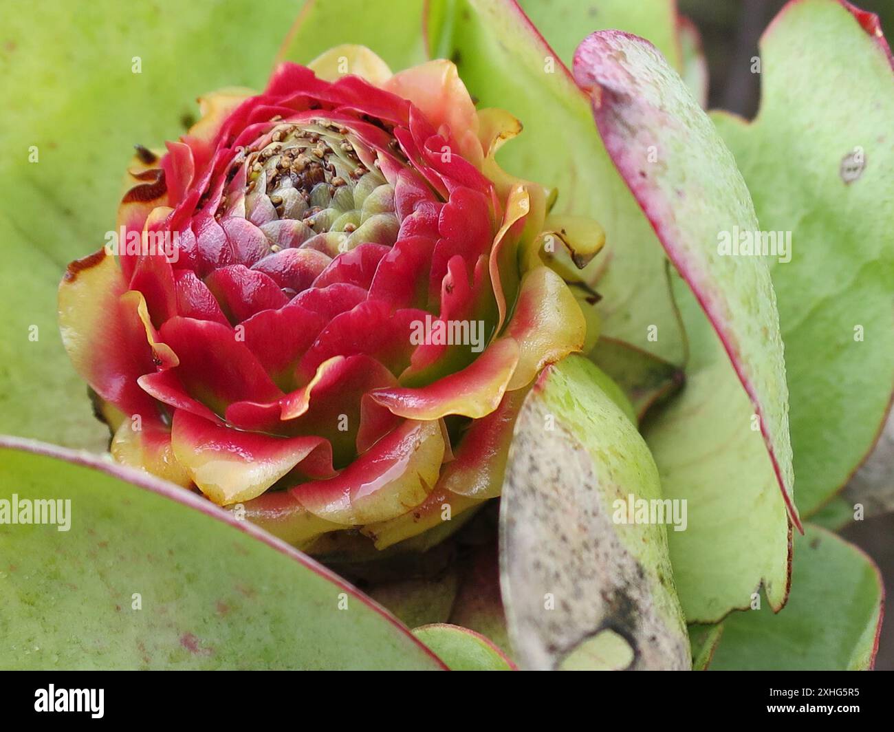 Spicy Conebush (Leucadendron tinctum) Stock Photo
