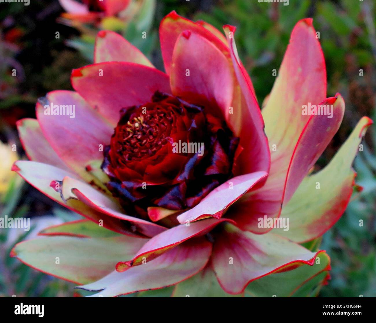 Spicy Conebush (Leucadendron tinctum) Stock Photo