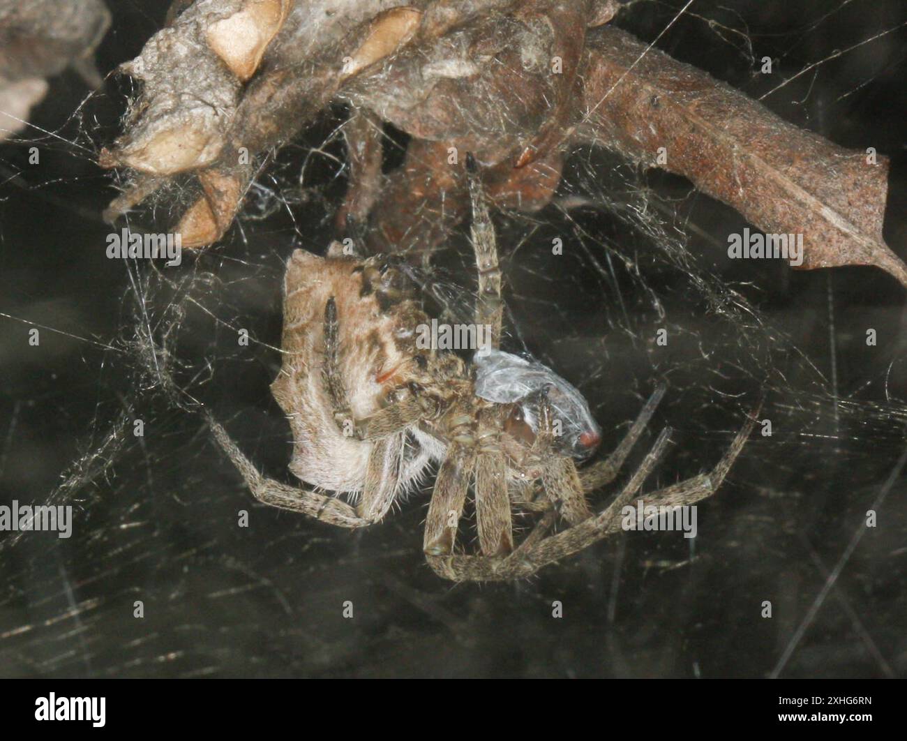 Tropical tent web spider hi-res stock photography and images - Alamy