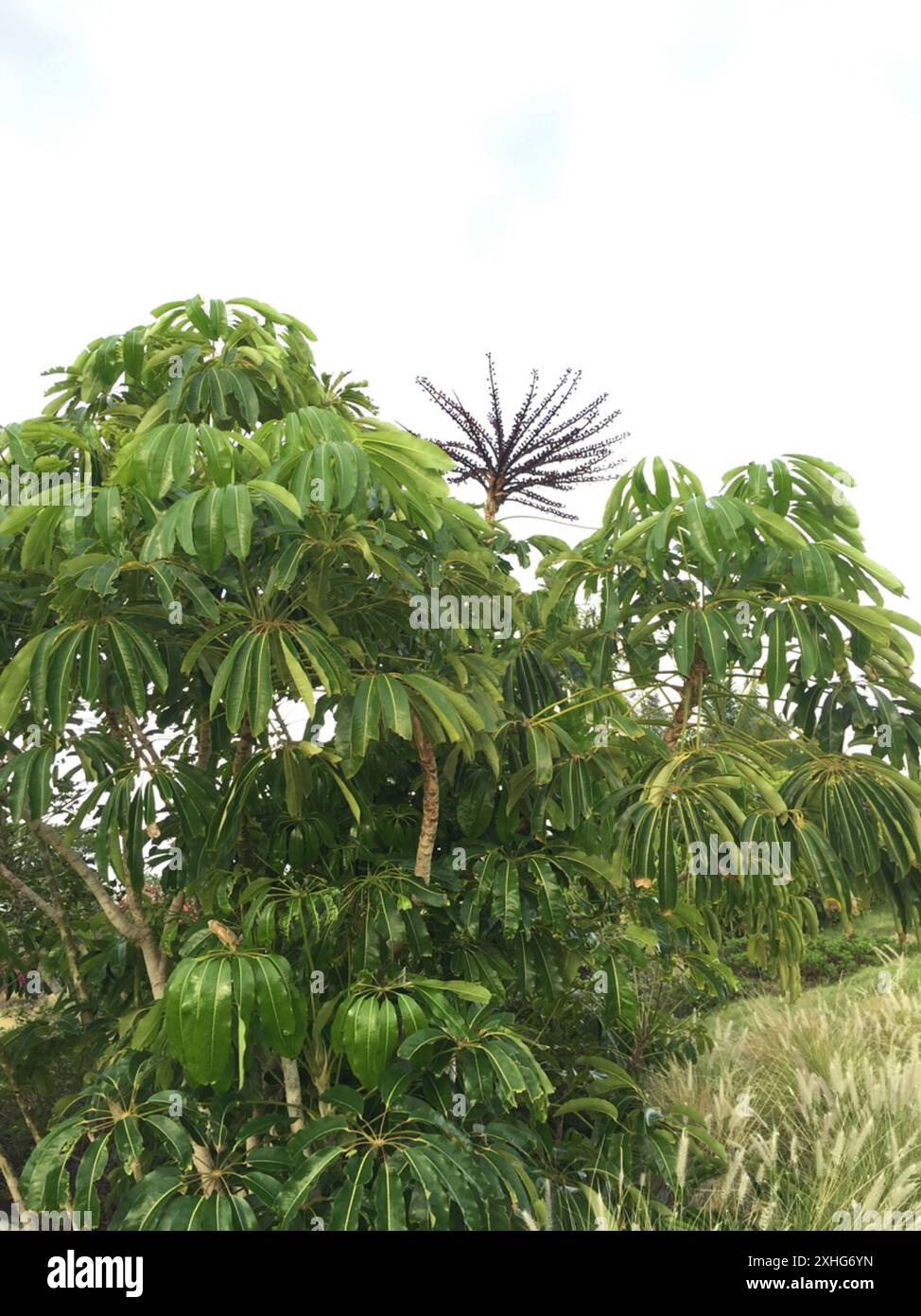 Australian Umbrella Tree (Heptapleurum actinophyllum Stock Photo Alamy