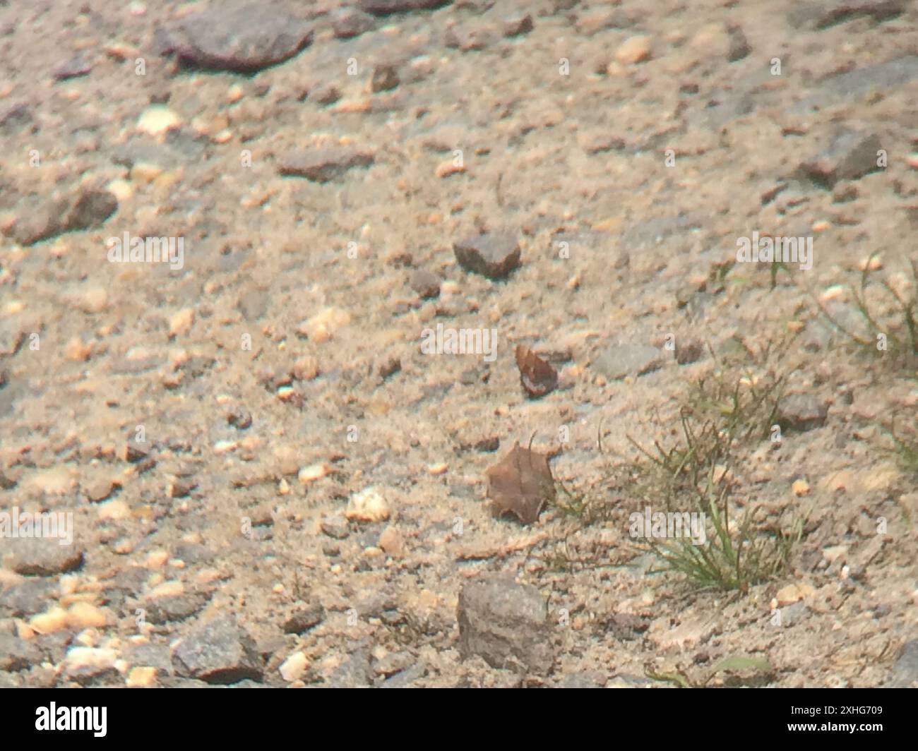 Callophrys henrici hi-res stock photography and images - Alamy