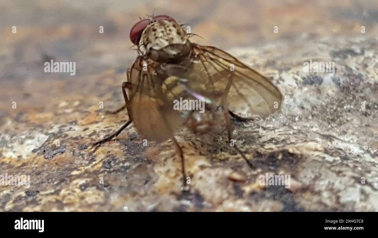 Root Magnotta Insect Root-maggot Flies (Anthomyiidae Stock Photo - Alamy
