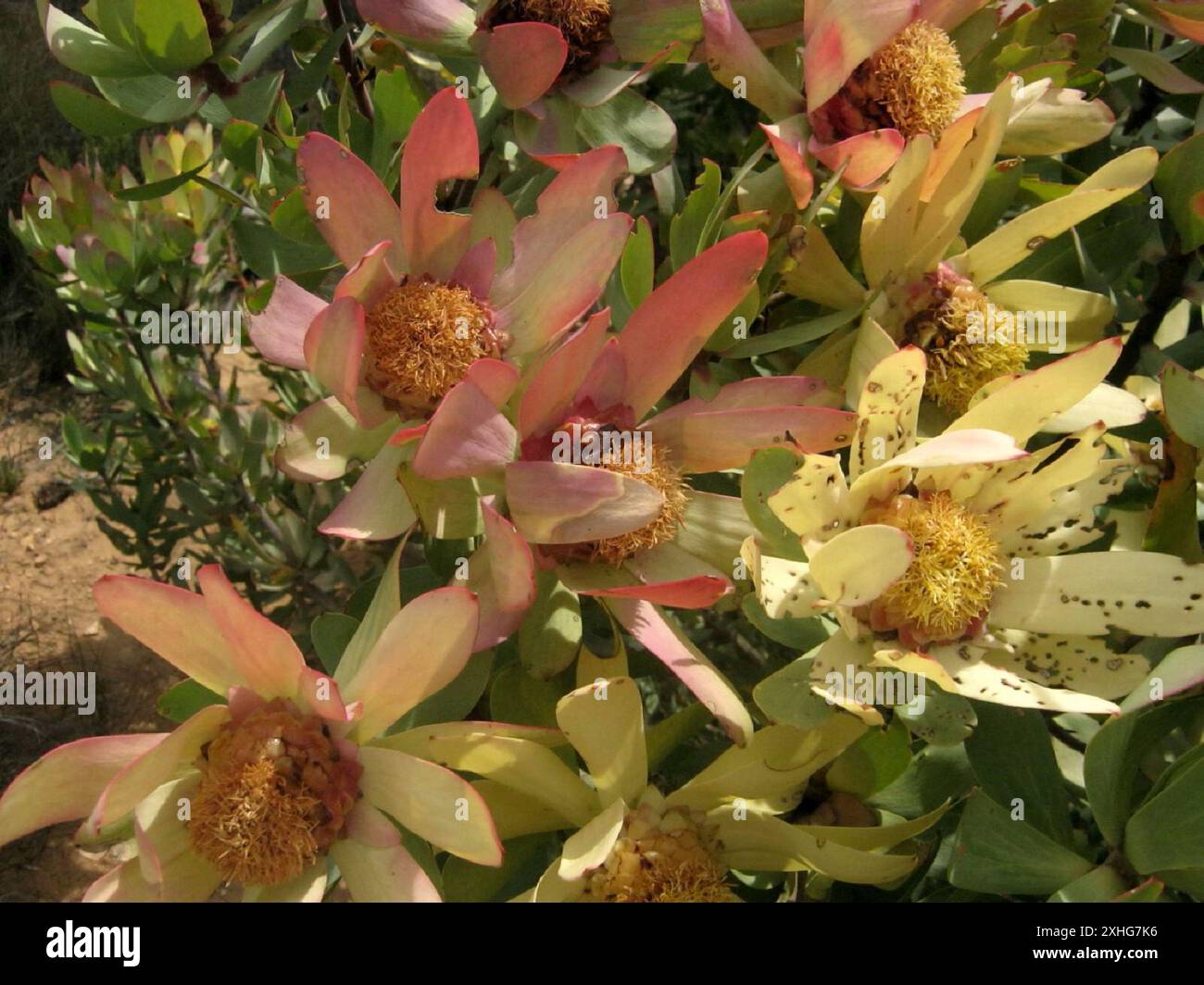 Spicy Conebush (Leucadendron tinctum) Stock Photo
