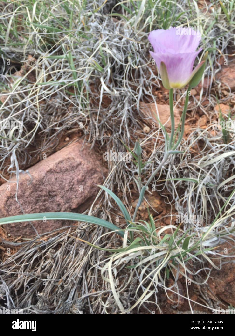 winding mariposa lily (Calochortus flexuosus) Stock Photo