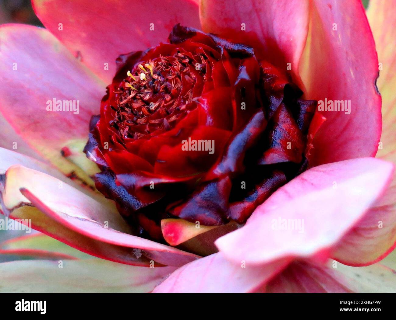 Spicy Conebush (Leucadendron tinctum) Stock Photo