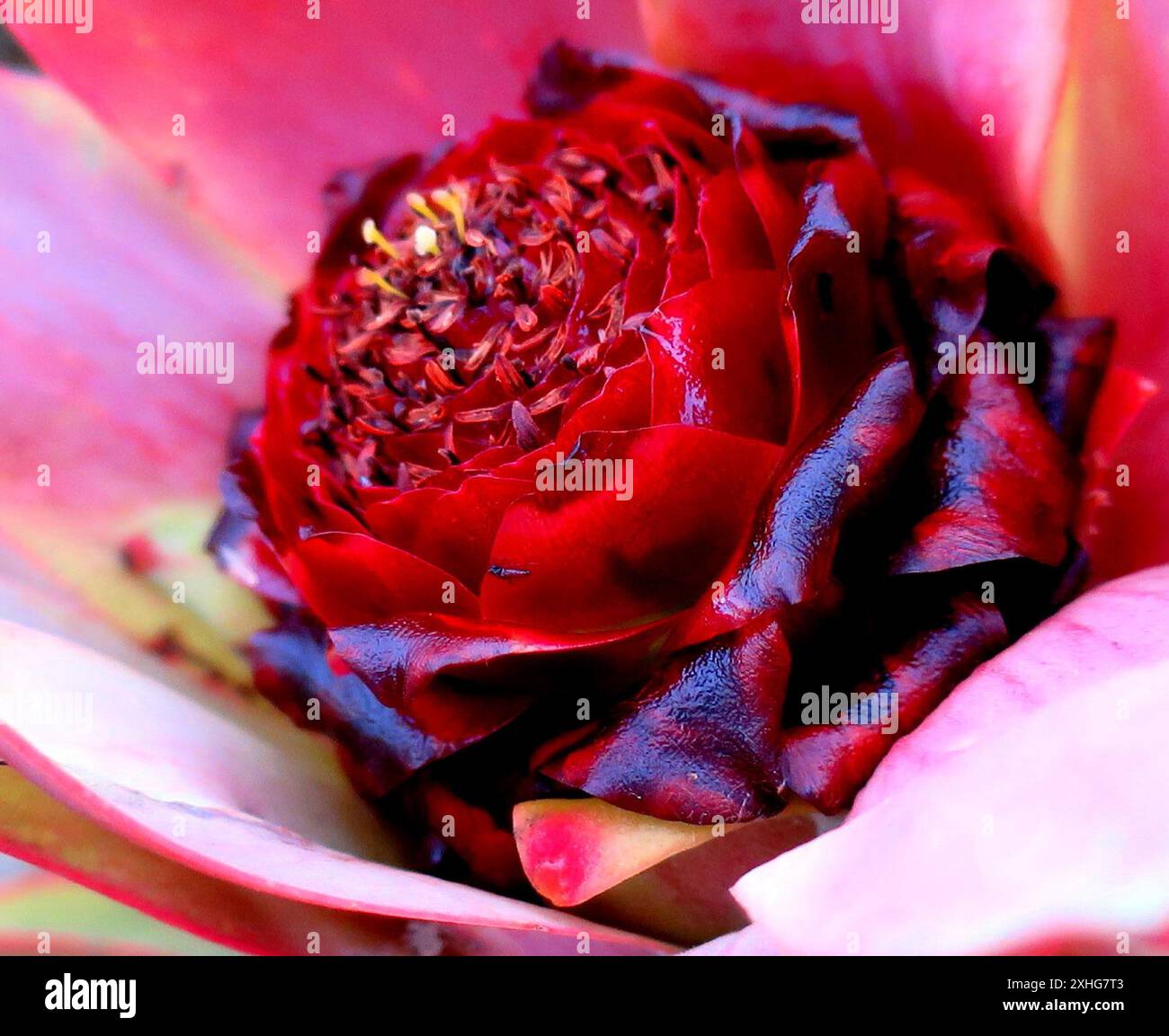 Spicy Conebush (Leucadendron tinctum) Stock Photo