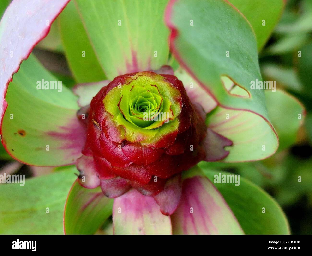 Spicy Conebush (Leucadendron tinctum) Stock Photo