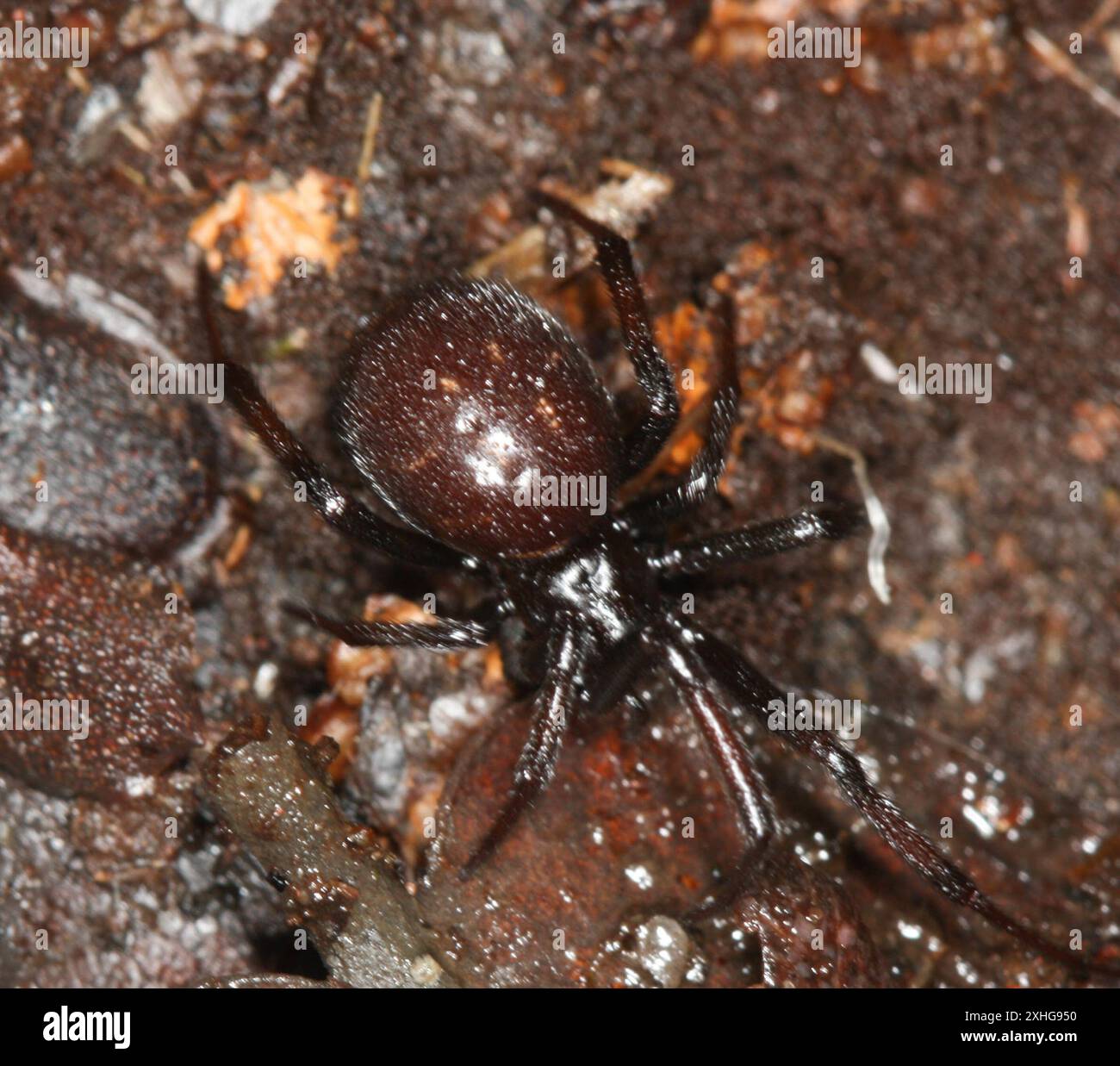 False Widow Spiders (Steatoda Stock Photo - Alamy