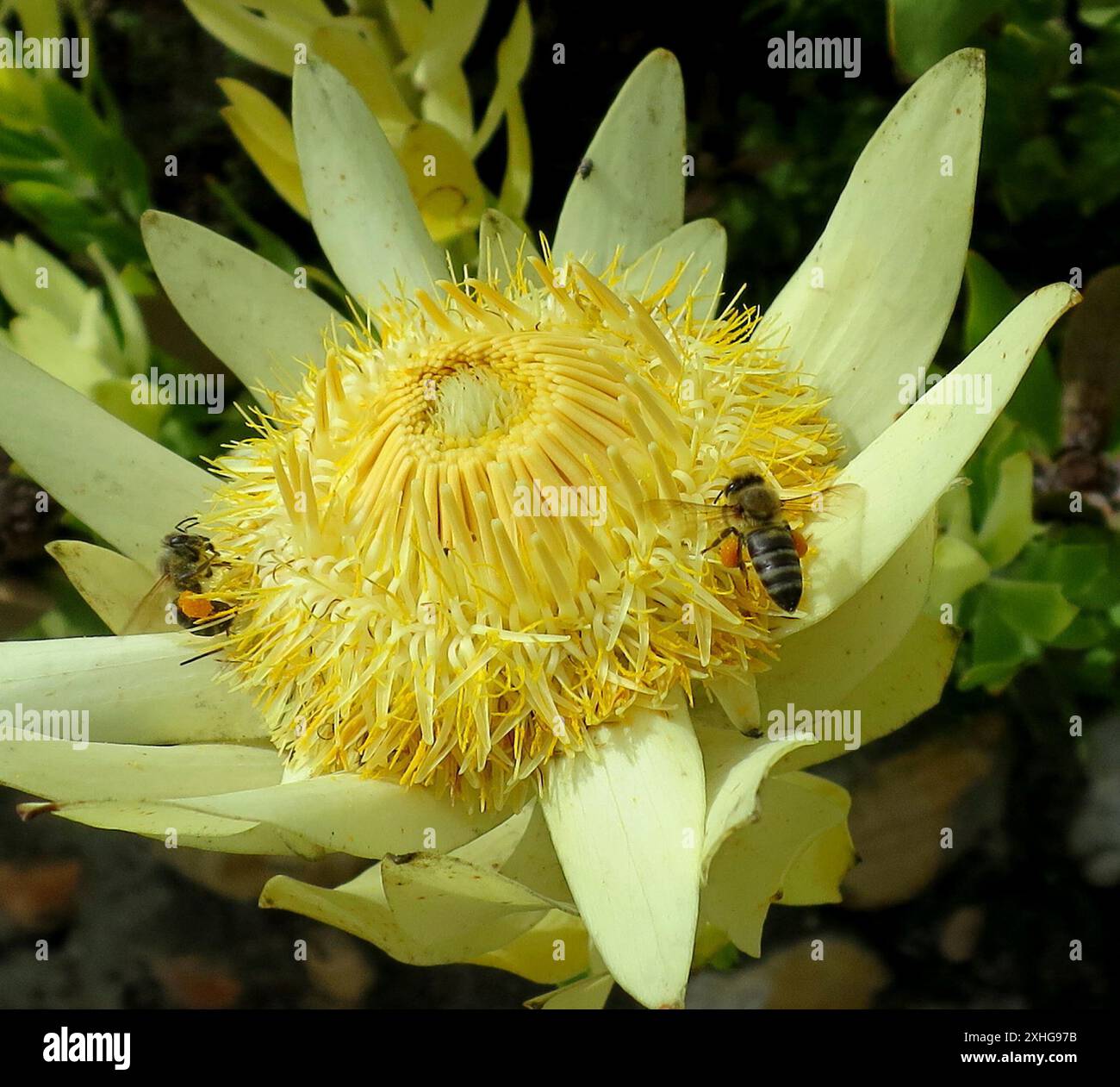 Sun Conebushes (Nucifera) Stock Photo