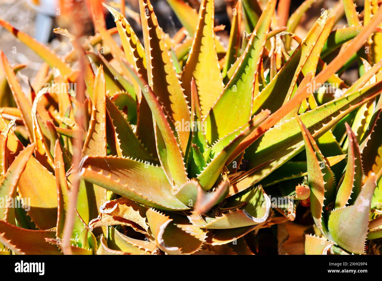 Dried aloe vera hi-res stock photography and images - Alamy