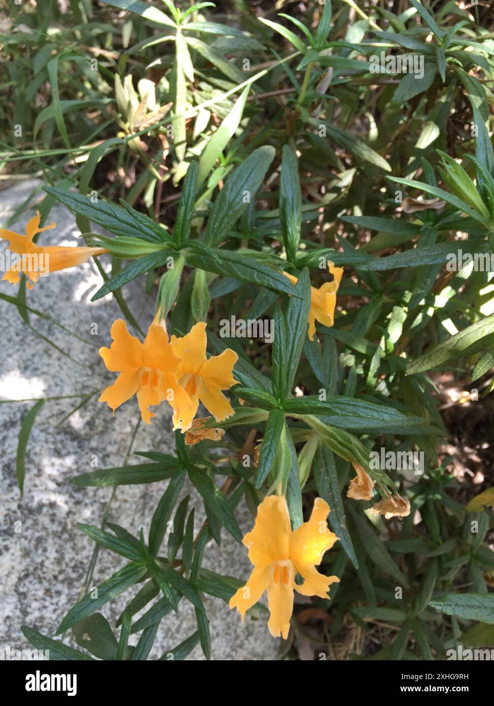 southern bush monkeyflower (Diplacus longiflorus Stock Photo - Alamy