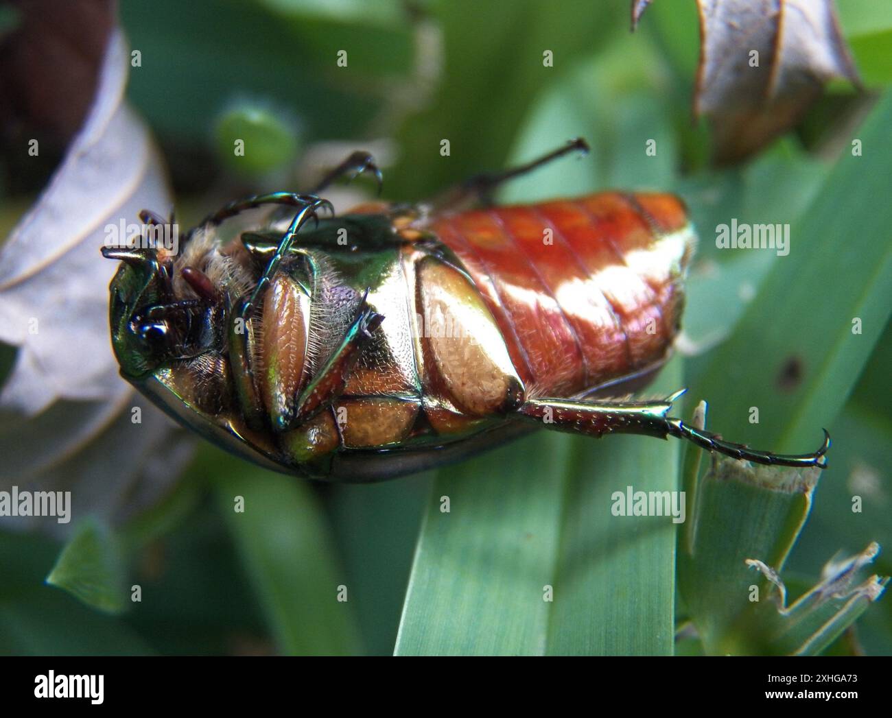 Common green june beetle cotinis nitida stock photo alamy