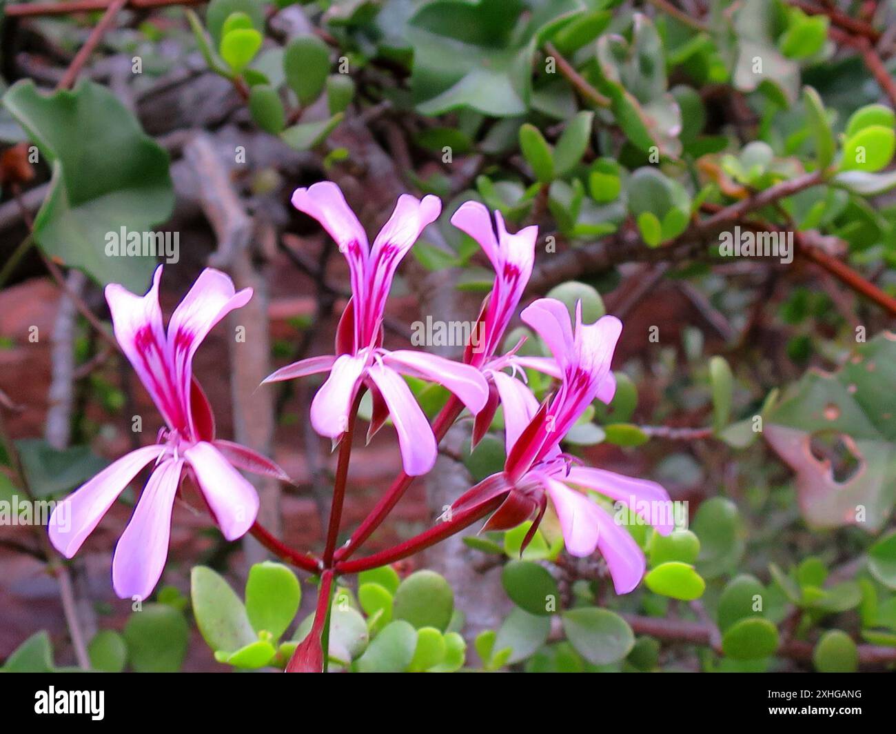 ivy geranium (Pelargonium peltatum Stock Photo - Alamy