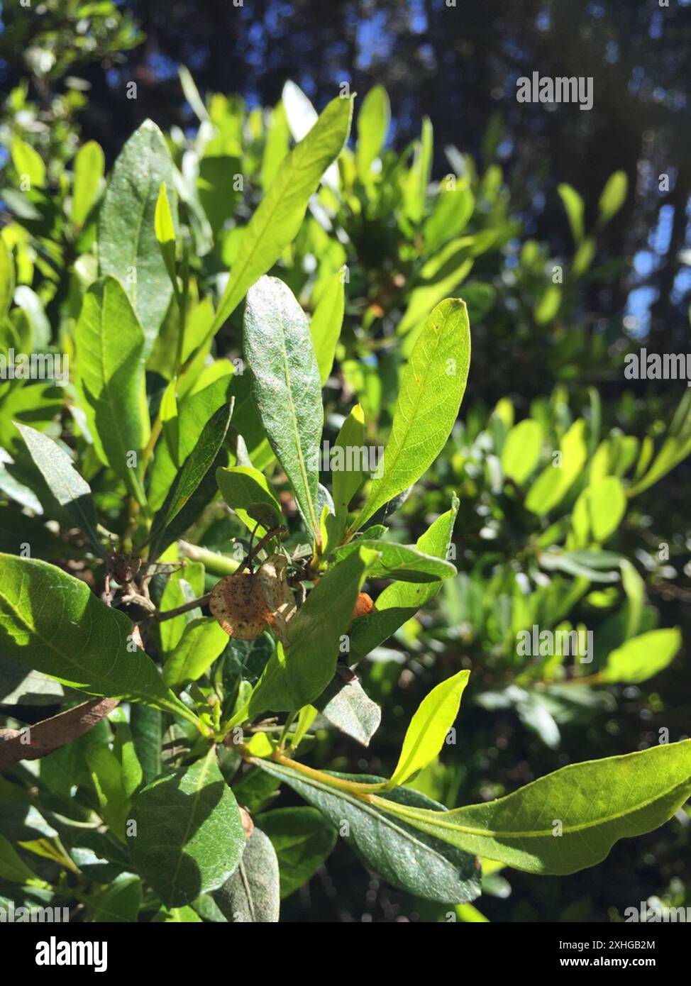 Akeake (Dodonaea viscosa Stock Photo - Alamy