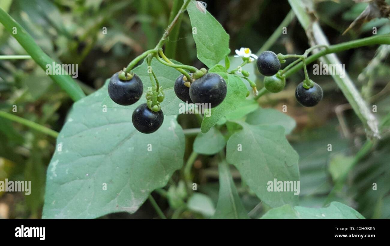 American black nightshade (Solanum americanum Stock Photo - Alamy