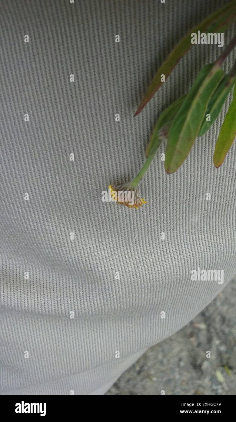 Spanish False Fleabane (Pulicaria paludosa Stock Photo Alamy