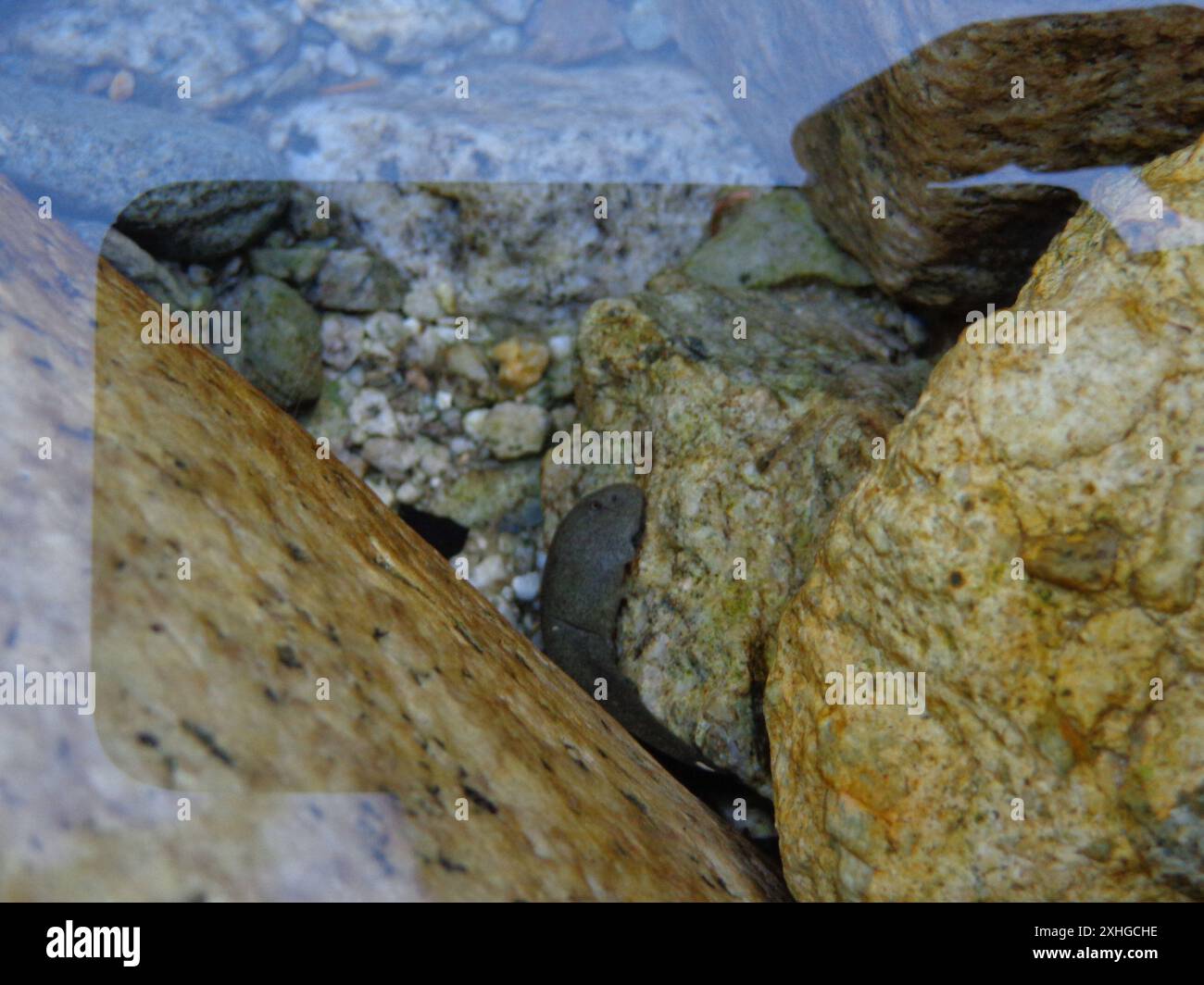 Coastal Tailed Frog (Ascaphus truei Stock Photo - Alamy