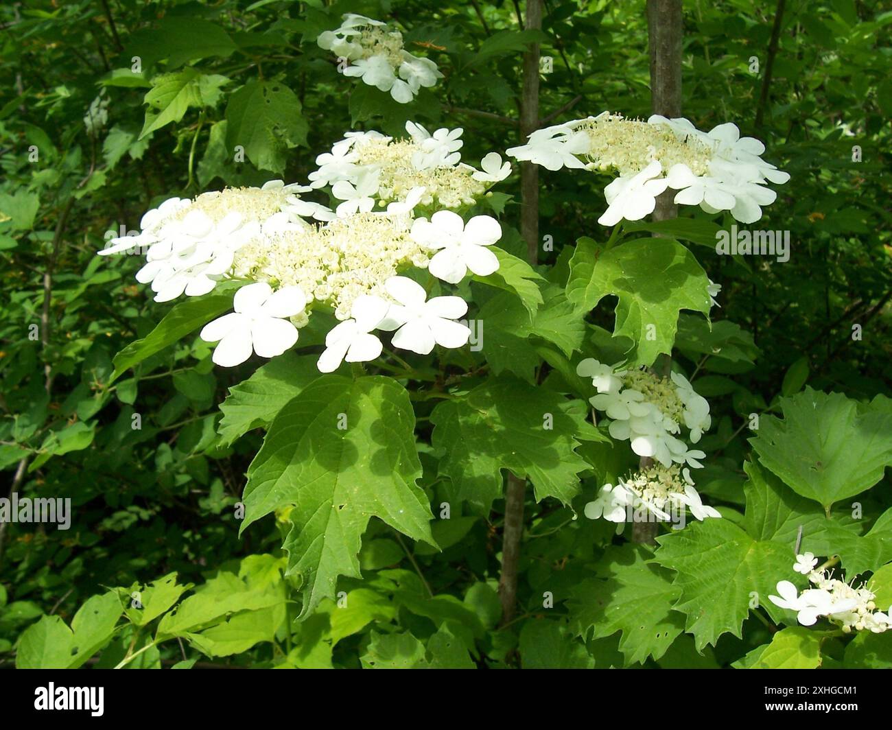 thumbnail image 2 of Live American Cranberry Plant (Viburnum Opulus Var. Americanum) – 6-8" Dormant 2 of 5