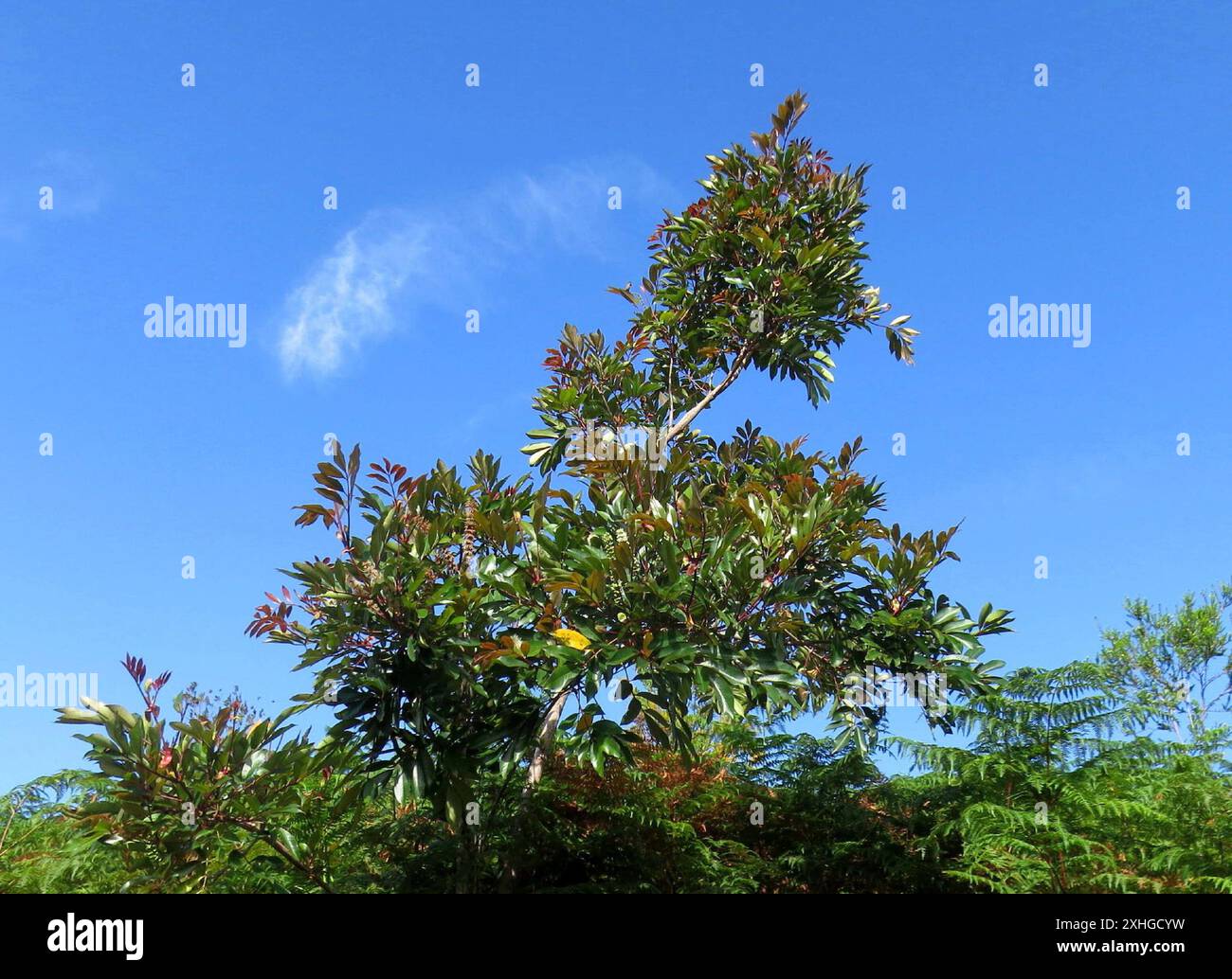butterspoon tree (Cunonia capensis Stock Photo - Alamy