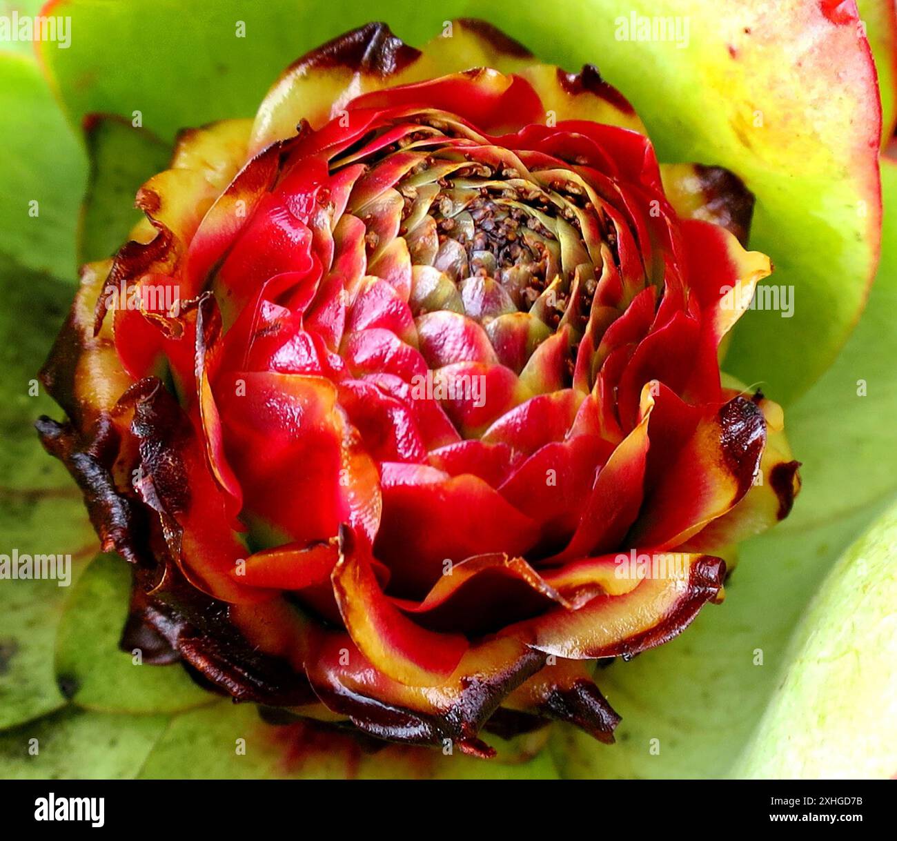 Spicy Conebush (Leucadendron tinctum) Stock Photo