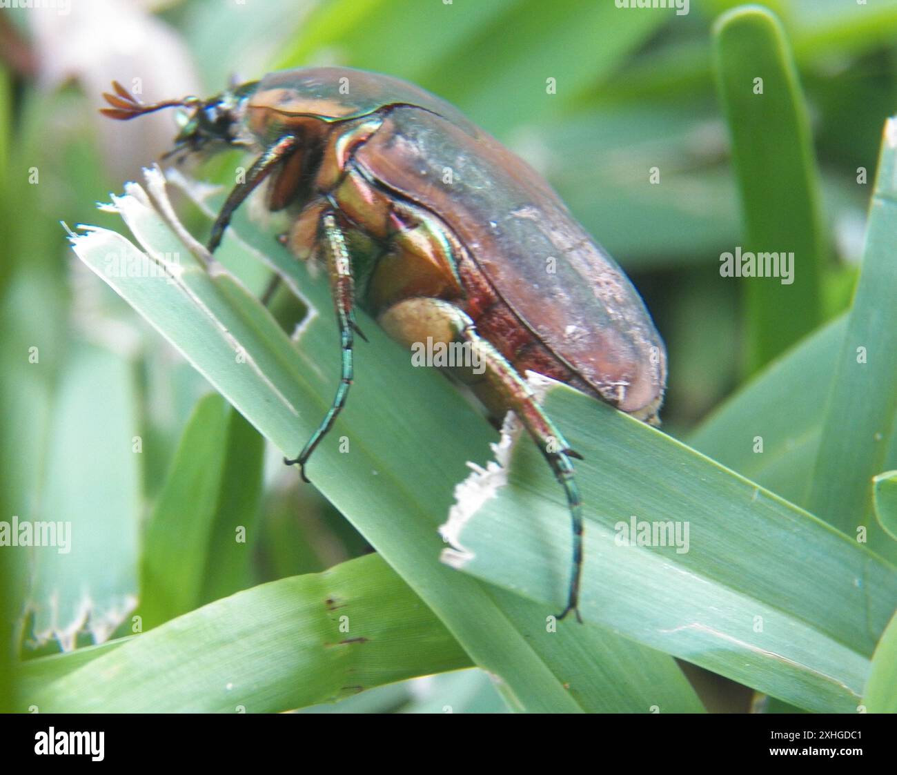 Common Green June Beetle