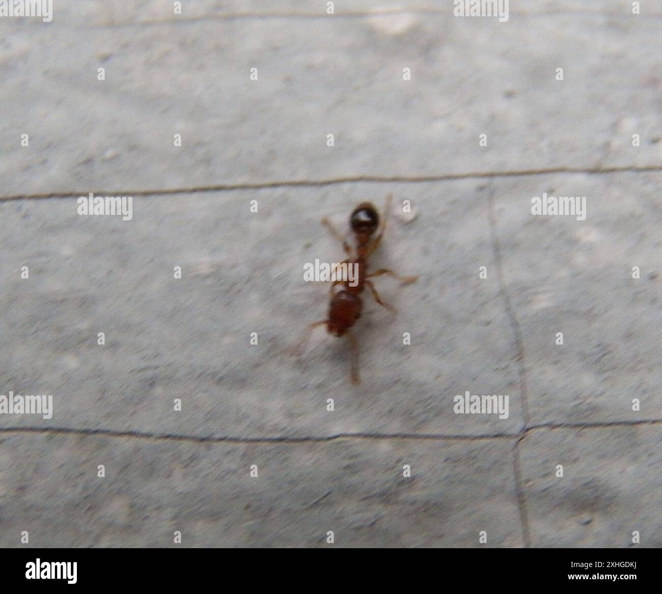 Bicolored Tetramorium bicarinatum hi-res stock photography and images - Alamy