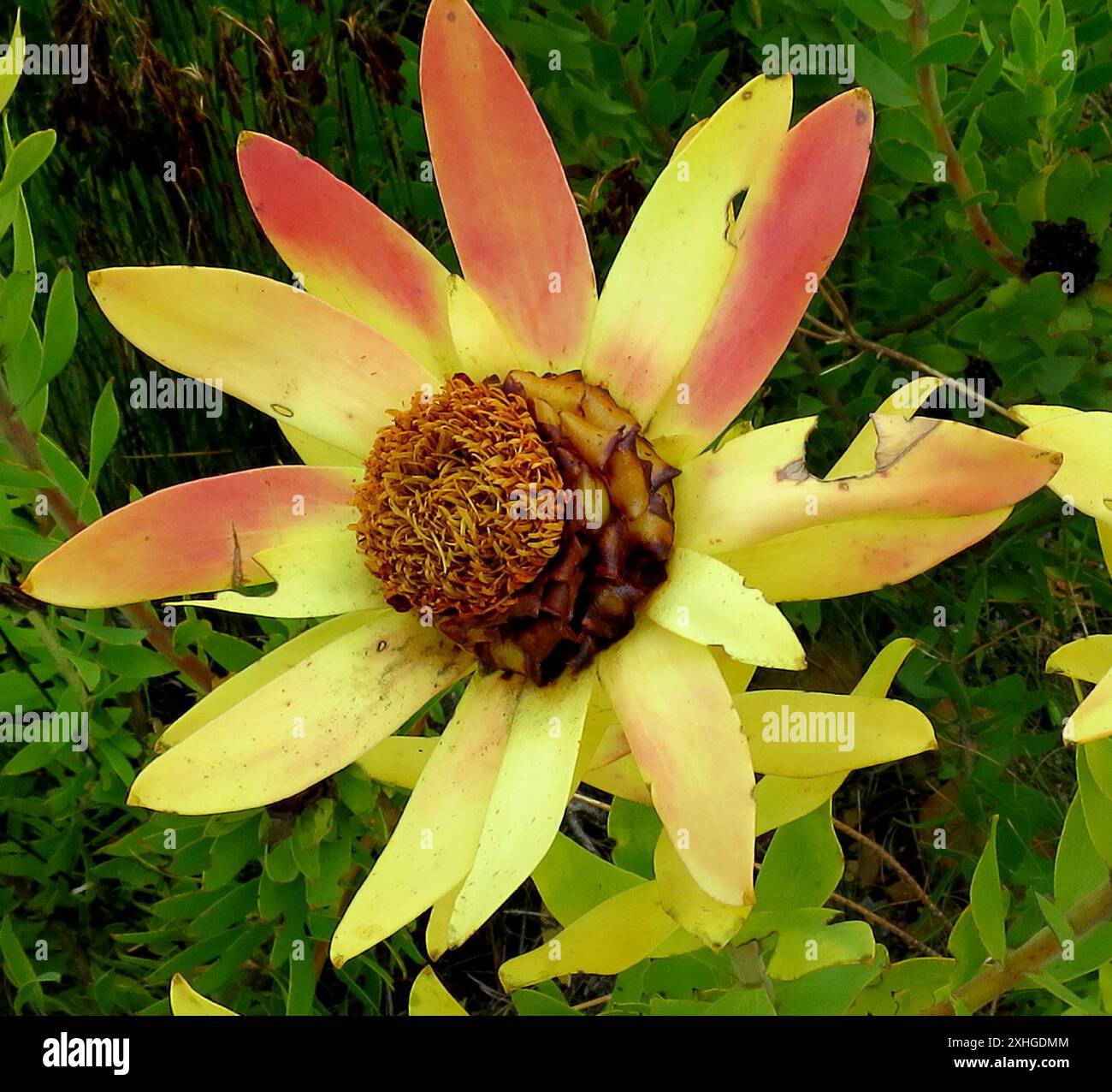 Spicy Conebush (Leucadendron tinctum) Stock Photo