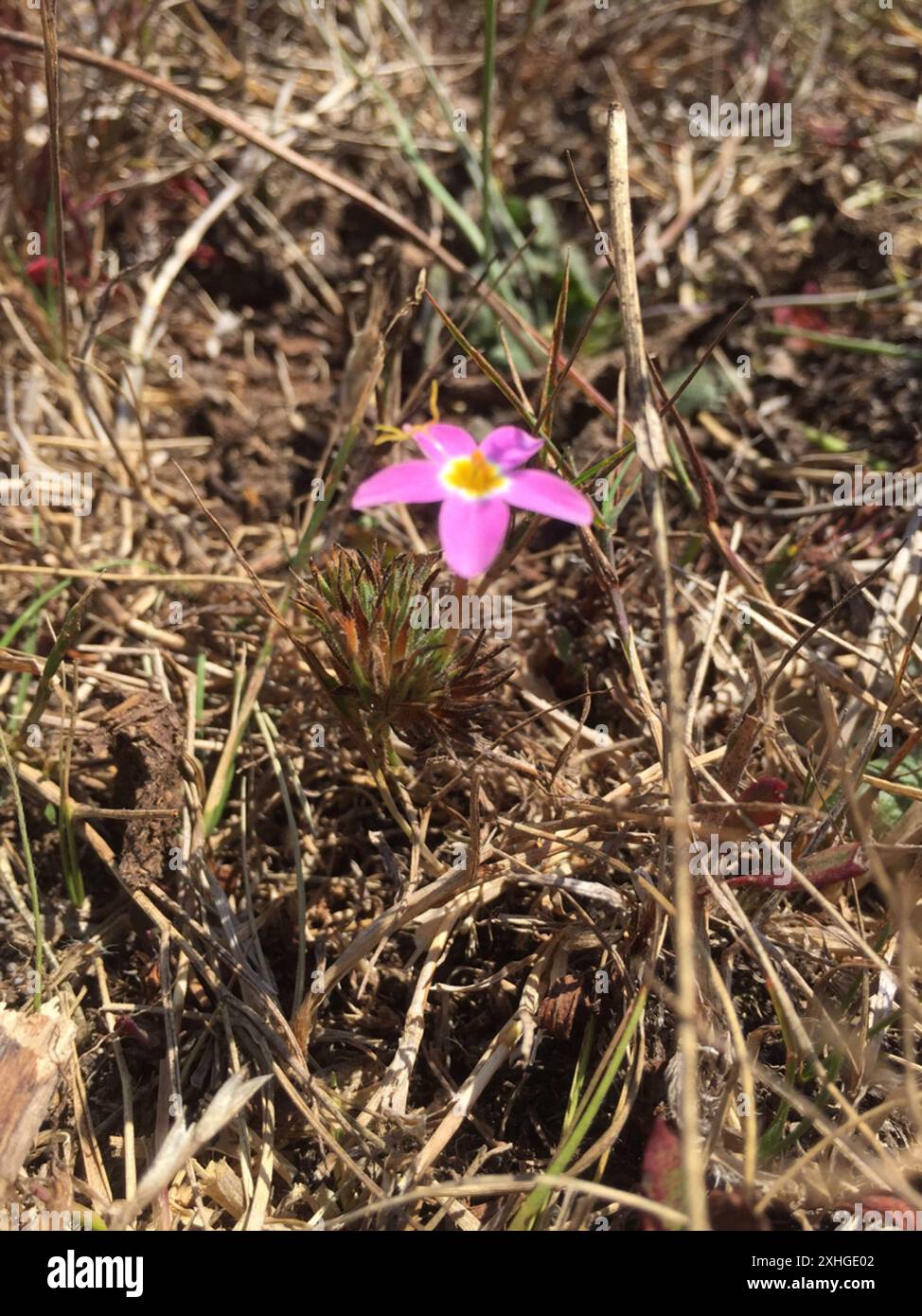 variable linanthus (Leptosiphon parviflorus Stock Photo - Alamy