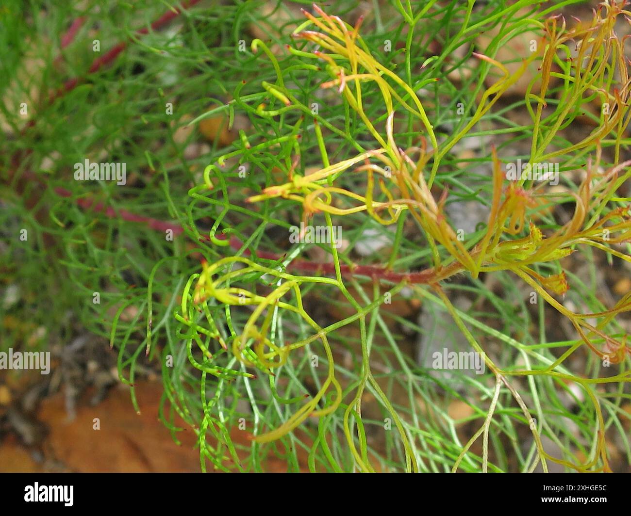 Seru Rixa Common Pin Spiderhead (Serruria fasciflora Stock Photo - Alamy
