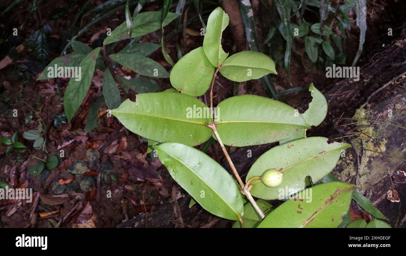 attorney tree family (Clusiaceae Stock Photo - Alamy