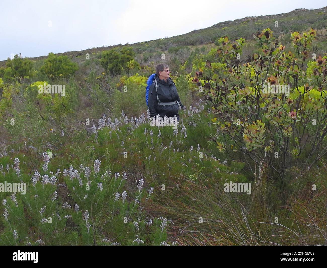 Spicy Conebush (Leucadendron tinctum) Stock Photo