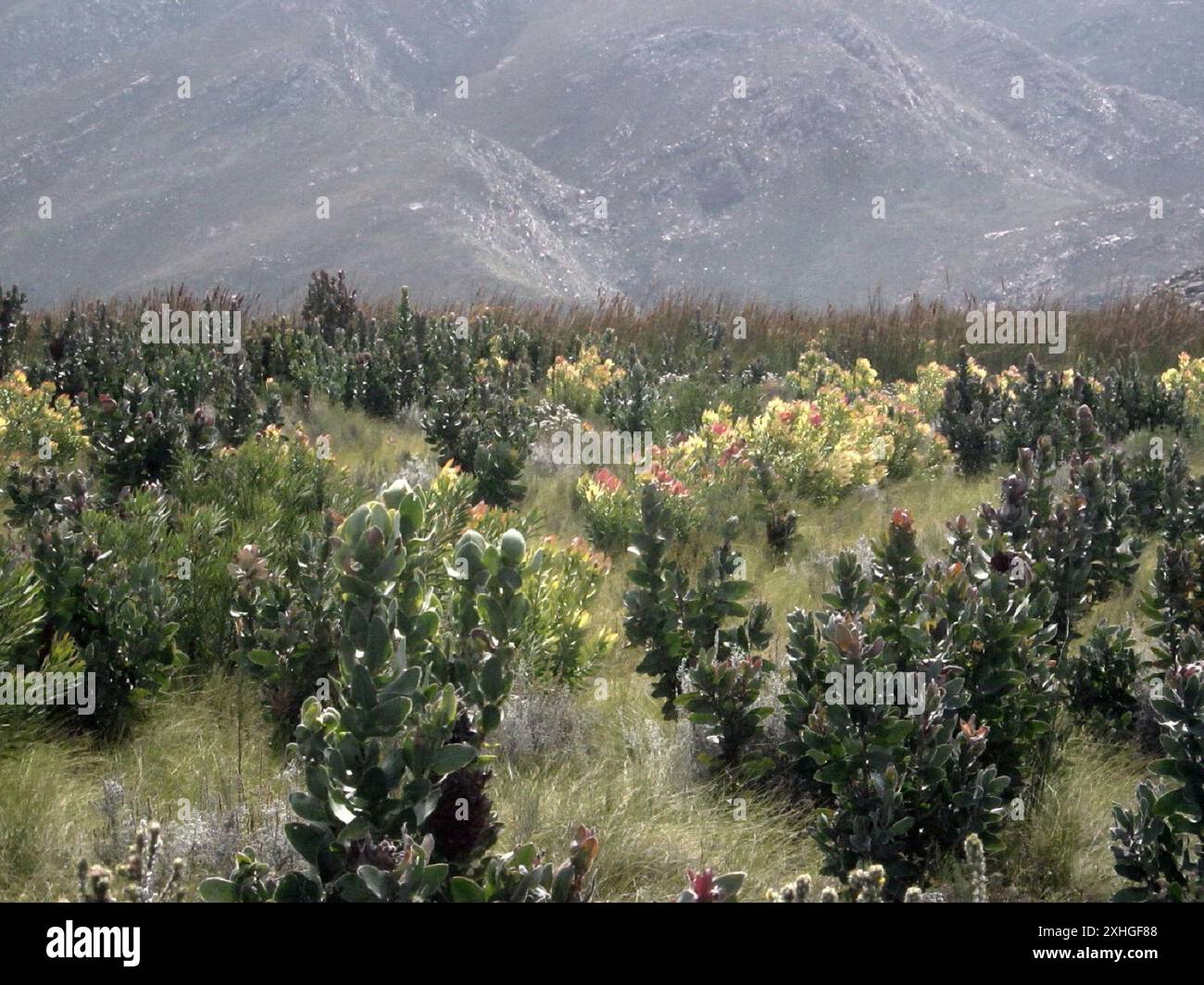 Spicy Conebush (Leucadendron tinctum) Stock Photo