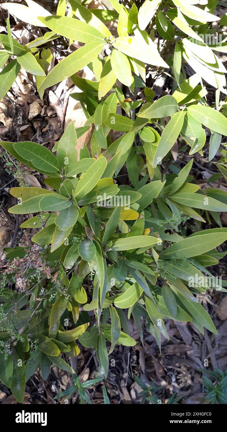 California bay (Umbellularia californica Stock Photo - Alamy