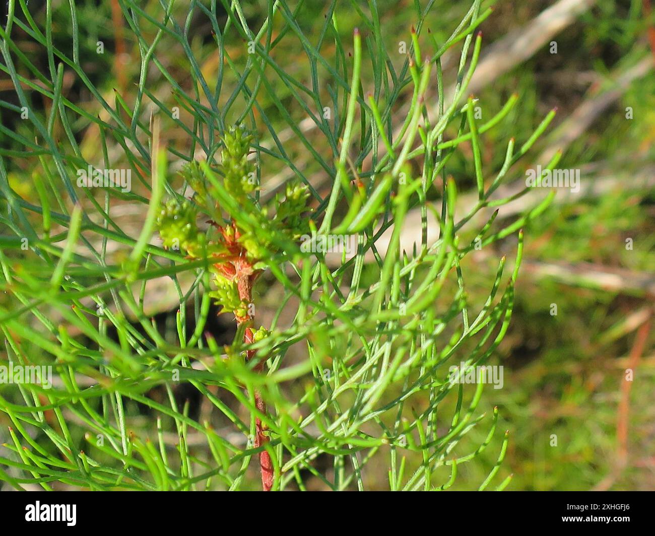 Seru Rixa Common Pin Spiderhead (Serruria fasciflora Stock Photo - Alamy