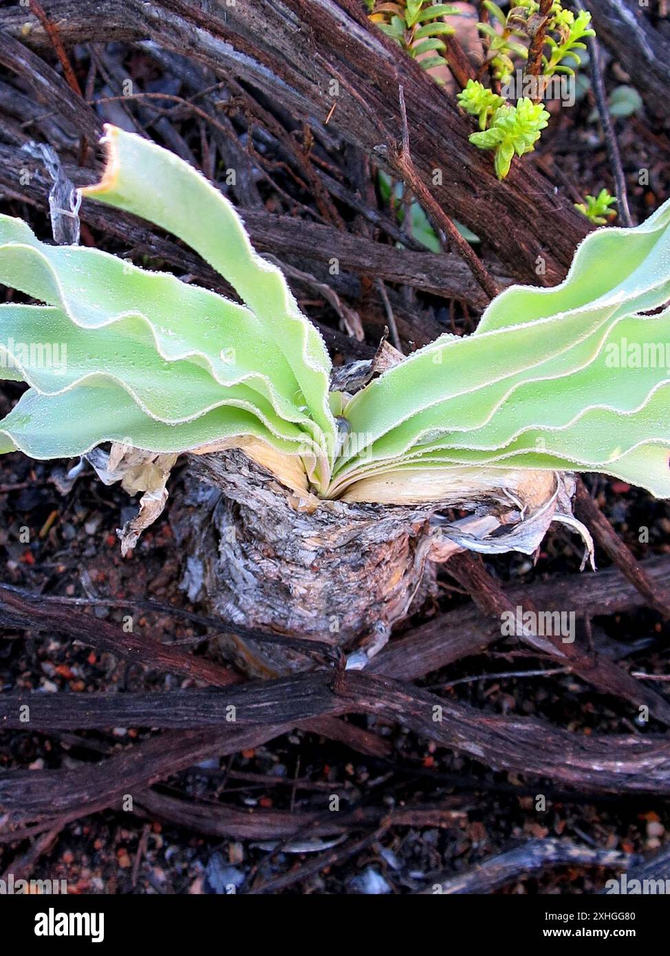 Oxbane Boophone hi-res stock photography and images - Alamy