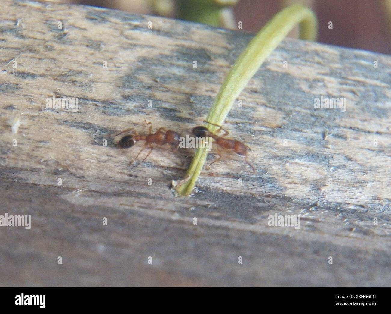 Bicolored Bicolored pennant ant hi-res stock photography and images - Alamy