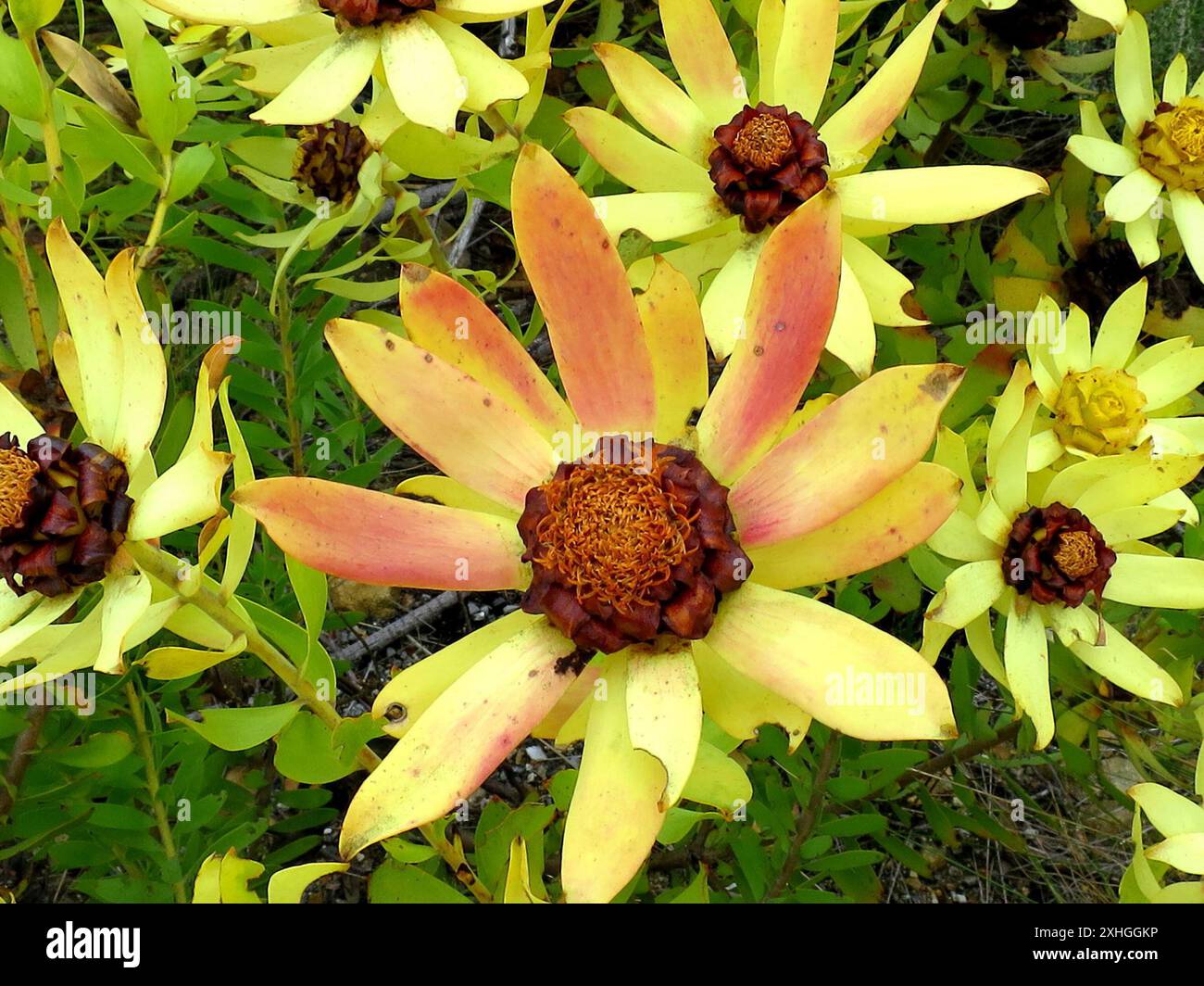 Spicy Conebush (Leucadendron tinctum) Stock Photo
