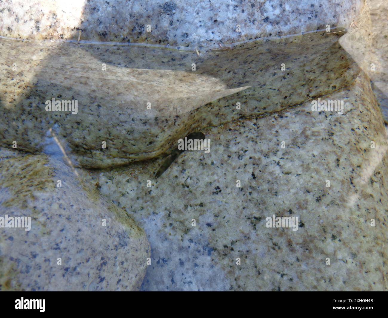 Coastal Tailed Frog (Ascaphus truei Stock Photo - Alamy