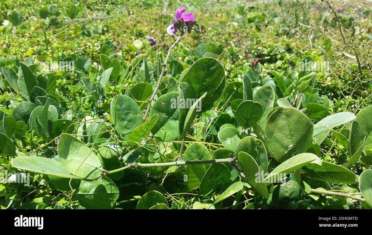 Canavalia rosea hi-res stock photography and images - Alamy