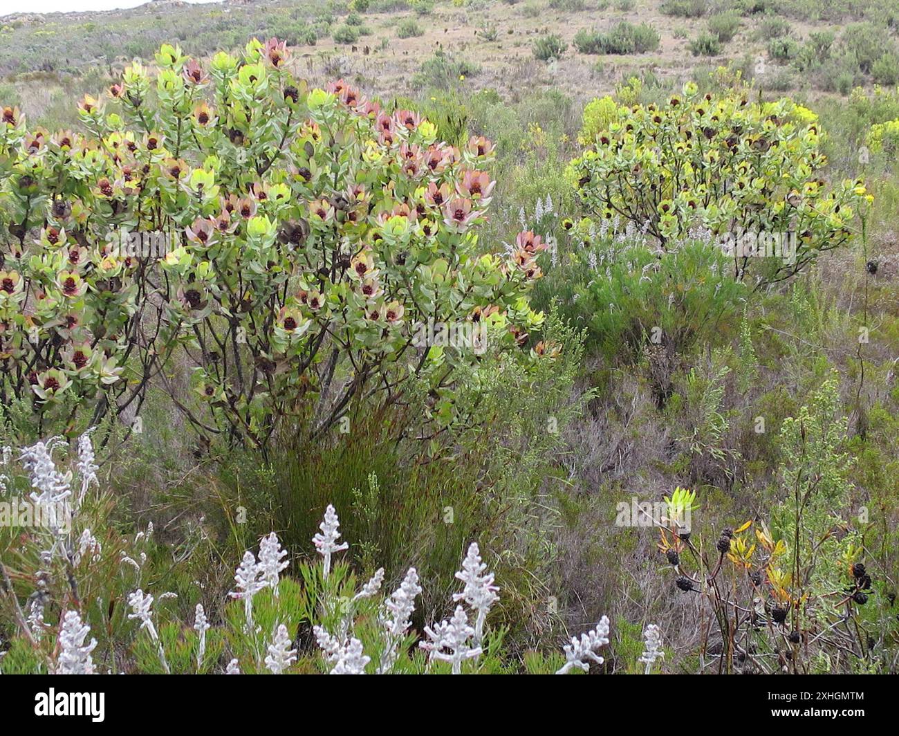 Spicy Conebush (Leucadendron tinctum) Stock Photo