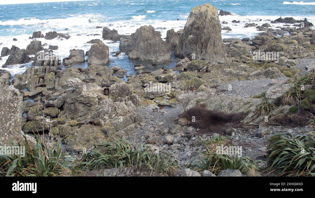 Long-nosed Fur Seal (Arctocephalus forsteri Stock Photo - Alamy