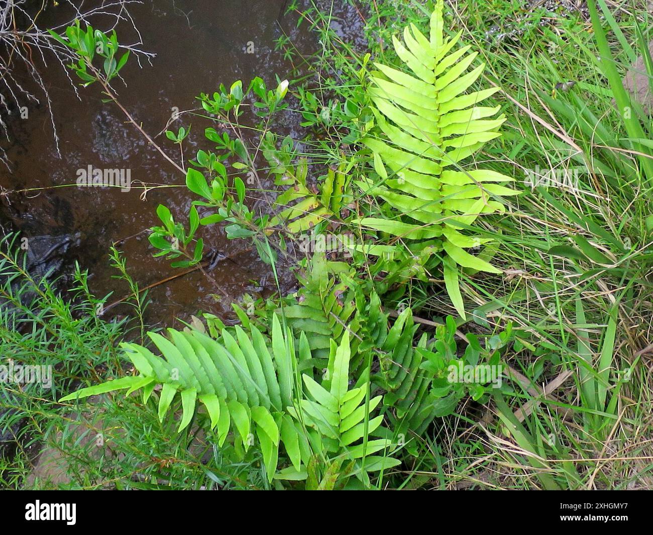 Cape Hard Fern (Blechnum capense Stock Photo - Alamy