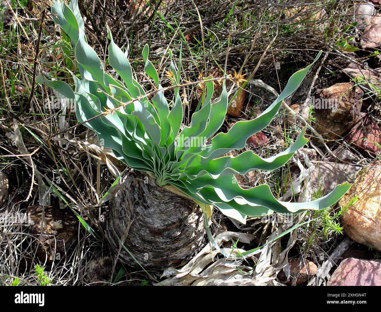 Oxbane Boophone hi-res stock photography and images - Alamy